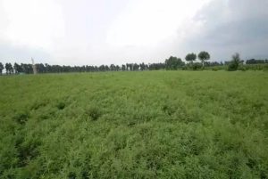 �й�ũ���ڶ�Զ��ݪֲ�в�ҩ���������������ڵ����̻�